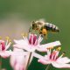 FiANTEC und Consileon unterstützen Bienenparadies